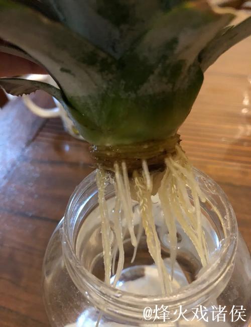 “详细教学:菠萝的种植方法高清视频” “详细教学:菠萝的种植方法高清视频”