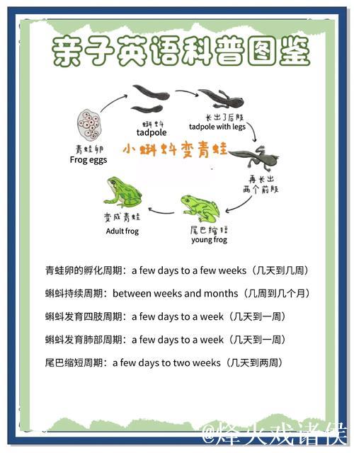 蝌蚪一窝：水下生命的小世界揭秘